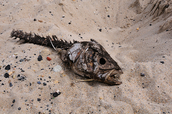 Fish Bone